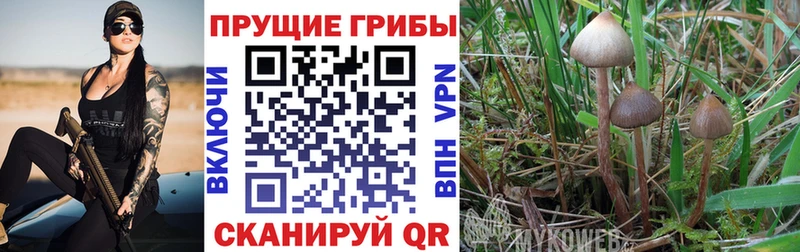 Псилоцибиновые грибы GOLDEN TEACHER Макаров